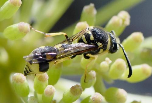 Réf. 239 369 : Eumenes mediterraneus mediterraneus